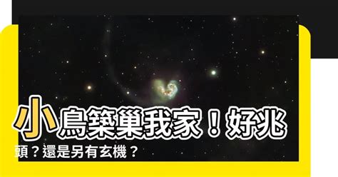 小鳥在家築巢|【小鳥築巢在家】小鳥築巢我家！好兆頭？還是另有玄機？